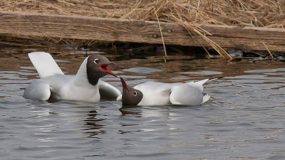 Black-headed Gull - Httemge - Larus ridibundus