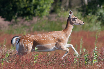 Fallow deer - Ddyr - Dama dama