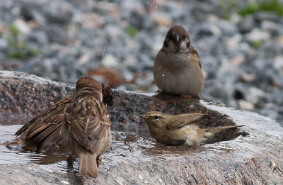 Tree Sparrow - Skovspurv - Passer montanus and Common Chiffchaff