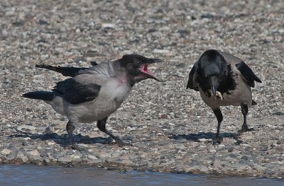 Hooded Crow adult and juv - Grkrage med unge - Corvus cornix 