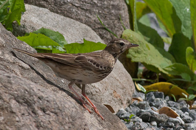 Tree Pipit - Skovpiber  Anthus trivialis