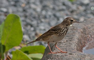 Tree Pipit - Skovpiber  Anthus trivialis