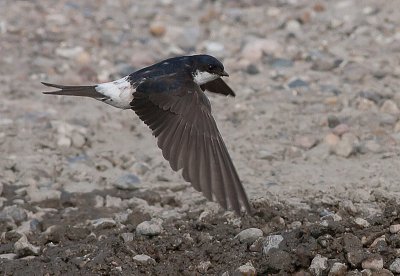 House Martin - Bysvale - Delichon urbica 