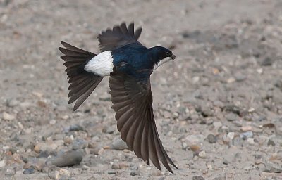 House Martin - Bysvale - Delichon urbica 