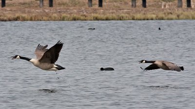 Canada Goose - Canadagås - Branta canadensis