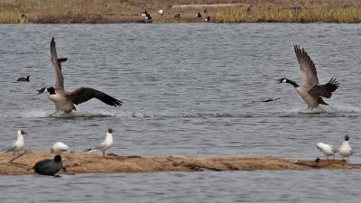 Canada Goose - Canadagås - Branta canadensis