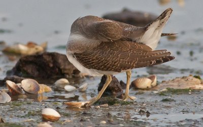 ICommon Sandpiber - Mudderklire - Actitis hypoleucus