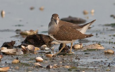 Common Sandpiber - Mudderklire - Actitis hypoleucus