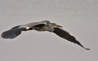 Grey Heron - Fiskehejre - Ardea cinerea