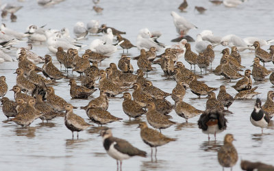 Golden Plover - Hjejle - Pluvialis apricaria 