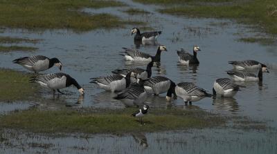 Barnacle Goos - Bramgs - Branta Leucopsis