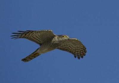 Sparrowhawk - Spurvehg - Accipiter nisus