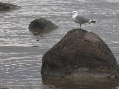 Common Gull - Stormmge - Larus canus