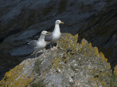 Herring Gull - Slvmge - Larus argentatus