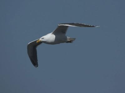 Lesser-Black-backed Gull - Sildemge - Larus fuscus