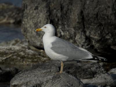 Herring Gull - Slvmge - Larus argentatus