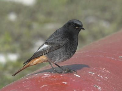 Black Redstart - Husrdstjert - Phoenicurus ochruros