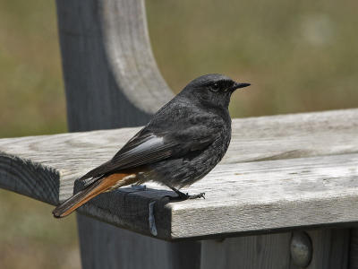 Black Redstart - Husrdstjert - Phoenicurus ochruros