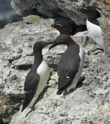 Guillemot - Lomvie - Uria aalge and Razorbill