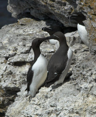 Guillemot - Lomvie - Uria aalge and Razorbill