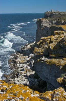 Bird cliff with breeding razorbill and guillmot