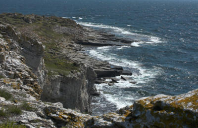 Bird cliff with breeding razorbill and guillmot