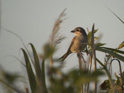 Red-backed Shrike  - Rdrygget Tornskade - Lanius collurio