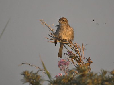 Red-backed Shrike  - Rdrygget Tornskade - Lanius collurio