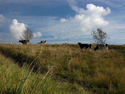 A little herd of cattle grazing on the heath Lundby Denmark