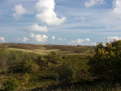 The heath Lundby Denmark