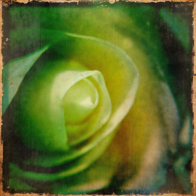 A rose is a rose