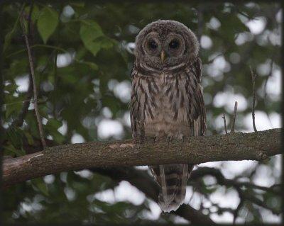 IMG_0980-juvenile-barred-owl-June-2012.jpg
