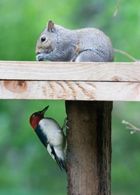 red headded woodpecker and squirrel