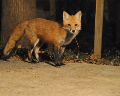 Wildlife