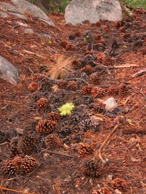 grand_canyon_of_tuolumne