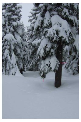 new_ski_trail