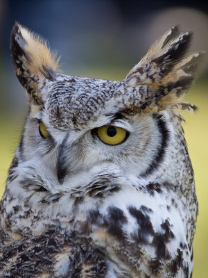 Great Horned.