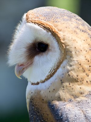 Barn Owl