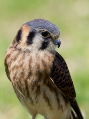 Kestrel