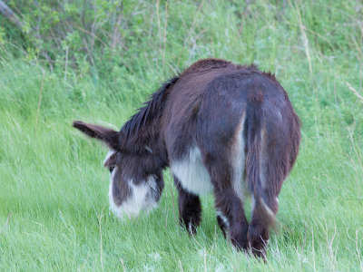 black_hills_2011