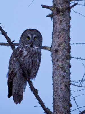 Great Grey Owl