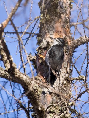 Black Backed Woodpecker