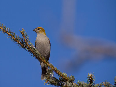 Pine Grossbeak