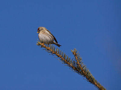 Red Poll