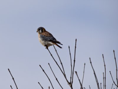 Kestrel