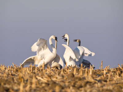 Dancing to Swan Lake.