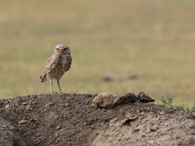 Burrowing Owl.