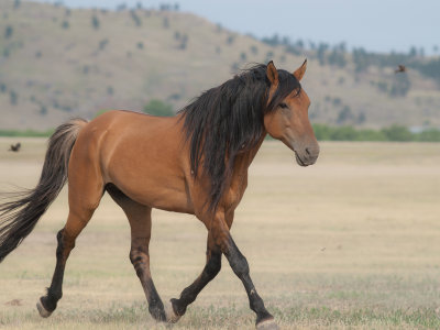 Black Hills Wild Horse Sanctuary (Gallery-24 Images)