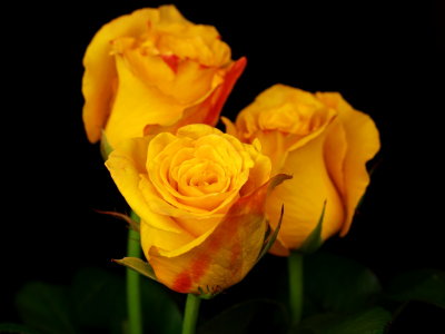 Yellow Rose.