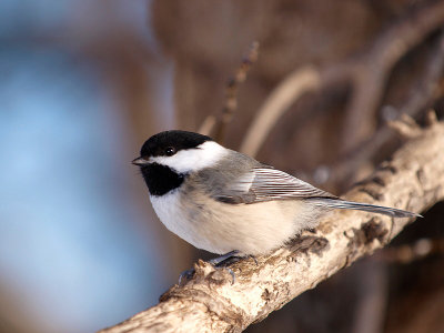 Black cap.